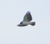 Gavilán colicorto / Short-tailed Hawk / Buteo brachyurus (Accipitriformes, Accipitridae). Fotografía: Jorge Cano