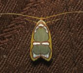 Oecophoridae Filinota ignita (Lepidoptera, Oecophoridae)