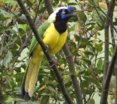 Carriquí de montaña / Green Jay / Cyanocorax yncas (Passeriformes, Corvidae). Fotografía: Jorge Cano