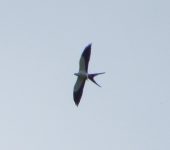 Aguililla tijereta / Swallow-tailed Kite / Elanoides forficatus (Accipitriformes, Accipitridae). Fotografía: Jorge Cano