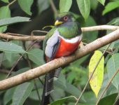 Trogón collarejo / Collared Trogon / Trogon collaris (Trogoniformes, Trogonidae). Fotografía: Jorge Cano