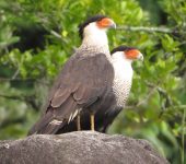 Caracara moñudo / Crested Caracara / Caracara plancus (Falconiformes, Falconidae). Fotografía: Jorge Cano