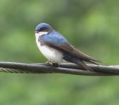 Pygochelidon cyanoleuca Golondrina blanquiazul / Blue-and-white Swallow / Pygochelidon cyanoleuca (Passeriformes, Hirundinidae). Fotografía: Jorge Cano