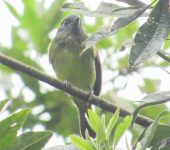 Mionectes striaticollis Atrapamoscas estriado / Streak-necked Flycatcher / Mionectes striaticollis (Passeriformes, Tyrannidae). Fotografía: Jorge Cano
