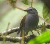 Solitario andino - Columpio / Andean Solitaire / Myadestes ralloides (Passeriformes, Turdidae). Fotografía: Jorge Cano