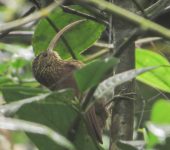 Campylorhamphus pusillus Guadañero estriado / Brown-billed Scythebill / Campylorhamphus pusillus (Passeriformes, Furnariidae). Fotografía: Sebastián Berrío