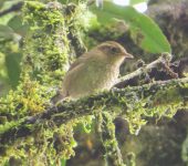 Troglodytes solstitialis Cucarachero montañero / Mountain Wren / Troglodytes solstitialis (Passeriformes, Troglodytidae). Fotografía: Sebastián Berrío