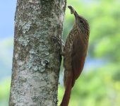Lepidocolaptes souleyetii Trepatroncos campestre / Streak-headed Woodcreeper / Lepidocolaptes souleyetii (Passeriformes, Furnariidae). Fotografía: Jorge Cano
