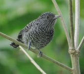 Thamnophilus multistriatus Batará carcajada / Bar-crested Antshrike / Thamnophilus multistriatus (Passeriformes, Thamnophilidae). Fotografía: Jorge Cano