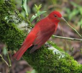 Piranga rubra Piranga roja / Summer Tanager / Piranga rubra (Passeriformes, Cardinalidae). Fotografía: Sebastián Berrío