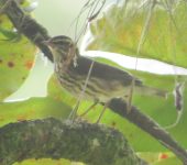 Parkesia noveboracensis Reinita charquera / Northern Waterthrush / Parkesia noveboracensis (Passeriformes, Parulidae). Fotografía: Sebastián Berrío
