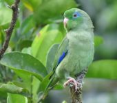 Periquito de anteojos / Spectacled Parrotlet / Forpus conspicillatus (Psittaciformes, Psittacidae). Fotografía: Sebastián Berrío