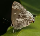 Lycaenidae Lycaenidae, Lepidoptera