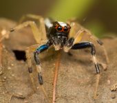 Arachnida Salticidae sp. (Arachnida)