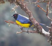 Azulejo real / Hooded Mountain-Tanager / Buthraupis montana (Passeriformes, Thraupidae). Fotografía: Sebastián Berrío