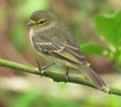 Zimmerius chrysops Tiranuelo cejiamarillo / Golden-faced Tyrannulet / Zimmerius chrysops (Passeriformes, Tyrannidae). Fotografía: Sebastián Berrío