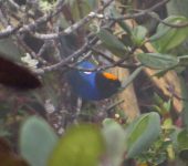 Musguerito paramuno / Golden-crowned Tanager / Iridosornis rufivertex (Passeriformes, Thraupidae). Fotografía: Sebastián Berrío