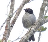 Hemispingo cabecinegro / Black-headed Hemispingus / Pseudospingus verticalis (Passeriformes, Thraupidae). Fotografía: Sebastián Berrío