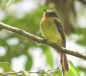 Leptopogon rufipectus Atrapamoscas pechirrufo / Rufous-breasted Flycatcher / Leptopogon rufipectus (Passeriformes, Tyrannidae). Fotografía: Sebastián Berrío