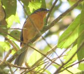 Tangara crestirrufa / Rufous-crested Tanager / Creurgops verticalis (Passeriformes, Thraupidae). Fotografía: Sebastián Berrío