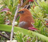 Synallaxis unirufa Chamicero de antifaz / Rufous Spinetail / Synallaxis unirufa (Passeriformes, Furnariidae). Fotografía: Sebastián Berrío