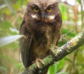 Búho gorgiblanco / White-throated Screech-Owl / Megascops albogularis (Strigiformes, Strigidae). Fotografía: Sebastián Berrío