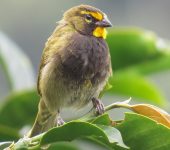 Semillero cariamarillo - Yellow-faced Grassquit / Tiaris olivaceus (Passeriformes, Thraupidae). Fotografía: Sebastián Berrío