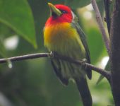 Torito cabecirrojo / Red-headed Barbet / Eubucco bourcierii (Piciformes, Capitonidae). Fotografía: Jorge Cano