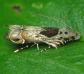 Gelechiidae Gelechiidae (Lepidoptera)