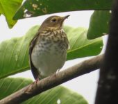 Zorzal migratorio / Swainson's Thrush / Catharus ustulatus (Passeriformes, Turdidae). Fotografía: Jorge Cano