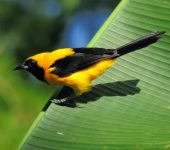 Icterus chrysater Turpial montañero / Yellow-backed Oriole / Icterus chrysater (Passeriformes, Icteridae). Fotografía: Sebastián Berrío