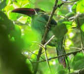 Tucancito rabirrojo / Crimson-rumped Toucanet / Aulacorhynchus haematopygus (Piciformes, Ramphastidae). Fotografía: Jorge Cano