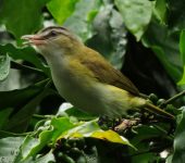 Vireo olivaceus Verderón ojirrojo / Red-eyed Vireo / Vireo olivaceus (Passeriformes, Vireonidae). Fotografía: Jorge Cano