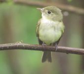 Empidonax virescens Mosquero verdoso / Acadian Flycatcher / Empidonax virescens (Passeriformes, Tyrannidae). Fotografía: Sebastián Berrío