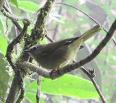 Myiothlypis luteoviridis Reinita citrina / Citrine Warbler / Myiothlypis luteoviridis (Passeriformes, Parulidae). Fotografía: Sebastián Berrío