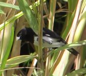 Semillero negriblanco / Black-and-white Seedeater / Sporophila luctuosa (Passeriformes, Thraupidae). Fotografía: Sebastián Berrío