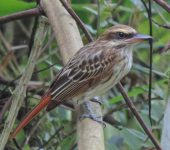 Myiodynastes maculatus Sirirí rayado / Streaked Flycatcher / Myiodynastes maculatus (Passeriformes, Tyrannidae). Fotografía: Yojany Monsalve