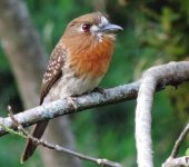 Bigotudo canoso / Moustached Puffbird / Malacoptila mystacalis (Galbuliformes, Bucconidae). Fotografía: Sebastián Berrío