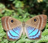 Riodinidae Mesosemia cf lamachus (Insecta, Lepidoptera, Riodinidae)
