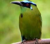 Momotus aequatorialis (Coraciiformes, Momotidae)