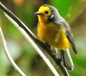 Myioborus ornatus Candelita adornada / Golden-fronted Whitestart / Myioborus ornatus (Passeriformes, Parulidae). Fotografía: Jorge Cano
