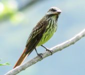 Myiodynastes luteiventris Atrapamoscas rayado / Sulphur-bellied Flycatcher / Myiodynastes luteiventris (Passeriformes, Tyrannidae). Fotografía: Sebastián Berrío