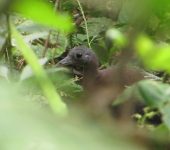 Nothocercus bonapartei Tinamú montañero / Highland Tinamou / Nothocercus bonapartei (Tinamiformes, Tinamidae). Fotografía: Sebastián Berrío