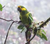 Loro orejiamarillo / Yellow-eared Parrot / Ognorhynchus icterotis (Psittaciformes, Psittacidae) - BIOCEUDEA