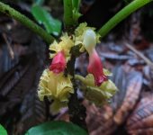 Drymonia tenuis Drymonia tenuis (Lamiales, Gesneriaceae) - Bioexploradores