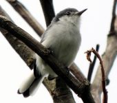 Curruca tropical / Tropical Gnatcatcher / Polioptila plumbea (Passeriformes, Polioptilidae). Fotografía: Sebastián Berrío
