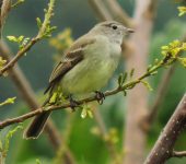 Nesotriccus incomtus Mosquerito pardo / Northern Mouse-colored Tyrannulet / Nesotriccus incomtus (Passeriformes, Tyrannidae). Fotografía: Sebastián Berrío