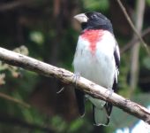 Pheucticus ludovicianus Picogordo degollado / Rose-breasted Grosbeak / Pheucticus ludovicianus (Passeriformes, Cardinalidae). Fotografía: Sebastián Berrío