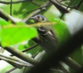 Phyllomyias cf. cinereiceps Mosquerito cenizo / Ashy-headed Tyrannulet / Phyllomyias cinereiceps (Passeriformes, Tyrannidae). Fotografía: Sebastián Berrío