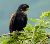 Lora maicera / Bronze-winged Parrot / Pionus chalcopterus (Psittaciformes, Psittacidae). Fotografía: Sebastián Berrío